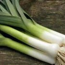 Large American Flag Leek Onion 250 Seeds For Gardens Fresh For Garden Large American Flag Leek Onion 250 Seeds For Gardens Fresh For Garden