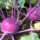 Purple Vienna Kohlrab500 Seeds Nongmo For Gardens Fresh For Garden