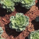 Dwarf Siberian Kale 250 Seeds Nongmo For Gardens Fresh For Garden