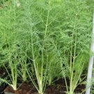 Dill Dukat 300 Seeds Nongmo For Gardens Fresh For Garden
