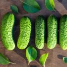 Boston Pickling Cucumber 25 Seeds Nongmo For 2024 Gardens Fresh For Garden