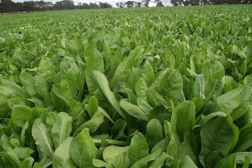Broad Leaf Chicory 500 Seeds Nongmo For Gardens Fresh For Garden