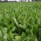 Broad Leaf Chicory 500 Seeds Nongmo For Gardens Fresh For Garden Broad Leaf Chicory 500 Seeds Nongmo For Gardens Fresh For Garden