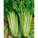 Tall Utah Celery 1000 Seeds Nongmo For Ardens Fresh For Garden