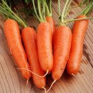 Fancy Nantes Carrot 700 Seeds Nongmo For Gardens Fresh For Garden