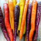 Rainbow Mix Carrot 350 Seeds Nongmo For Gardens Fresh For Garden