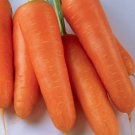 Kuroda Shin Carrot 350 Seeds Nongmo For Gardens Fresh For Garden