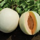 Honey Dew Orange Flesh Cantaloupe 50 Seeds For Gardens Fresh For Garden Honey Dew Orange Flesh Cantaloupe 50 Seeds For Gardens Fresh For Garden