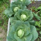 Golden Acre Cabbage 250 Seeds For Gardens Fresh For Garden