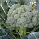 Waltham Broccol250 Seeds For Gardens Fresh For Garden