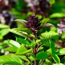 Siam Queen Basil 150 Seeds Garden For Gardens Fresh For Garden