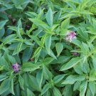 Licorice Basil 150 Seeds Nongmo For Gardens Fresh For Garden