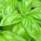 Large Leaf Italian Basil 150 Seeds For Gardens Fresh For Garden