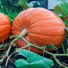 20 Big Max Pumpkin Seeds 100 Seeds Pounds Huge For Gardens Fresh For Garden 20 Big Max Pumpkin Seeds 100 Seeds Pounds Huge For Gardens Fresh For Garden