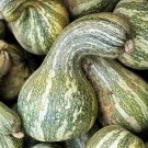 45 Chaw Green Striped Pumpkin Seeds For Gardens Fresh For Garden