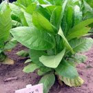 1000 Burley 9 Nicotiana Seeds ~ Drought Resistant Nongmo Nicotiana Tabacum Fresh For Garden