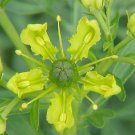 200 Ruta Graveolens Seeds Rue Seeds Medicinal Herb Tracked Fresh For Garden
