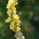 1000 Mullein Seeds Verbascum Thaps Herb Great Mullein Fresh For Garden