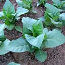 1000 Nostrano Del Brenta Tobacco Seeds Heirloom Cigar Wrapper Nicotiana Tabacum Fresh For Garden