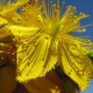 St Johns Wort Seeds Hypericum Perforatum Seeds Multiple Quantities Fresh For Garden St Johns Wort Seeds Hypericum Perforatum Seeds Multiple Quantities Fresh For Garden