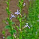 Indian Tobacco Seeds Lobelia Inflata Seeds Multiple Quantities Fresh For Garden