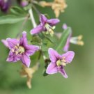 Gojiberry Seeds Lycium Barbarum Seeds Gojberry Multiple Quantities Fresh For Garden