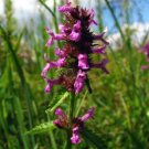 Betony Seeds Stachys Officinalis Seeds Multiple Quantities Fresh For Garden