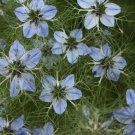 Black Cumin Seeds Nigella Sativa Seeds Culinary Plant Multiple Quantities Fresh For Garden
