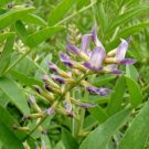 Licorice Seeds Glycorrhiza Glabra Seeds Nice Aroma Multiple Quantities Fresh For Garden