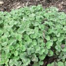 Horehound Seeds Marrubium Vulgare Seeds Multiple Quantities Fresh For Garden