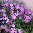 Soapwort Seeds Saponaria Ocymoides Seeds Beautiful Flowers Fresh For Garden