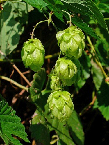 Hops Seeds Humul Lupul Common Hops Multiple Quantities Fresh For Garden