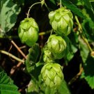 Hops Seeds Humul Lupul Common Hops Multiple Quantities Fresh For Garden