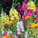 Fairy Bouquet Mixed Snapdragon Seeds Beautiful Flowers Multiple Quantities Fresh For Garden