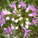 Prairie Onion Seeds Nongmo Heirloom Mtard Bulk Seed Fresh For Garden