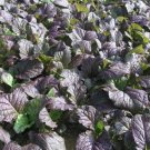 Red Giant Mtard Seeds Nongmo Heirloom Mtard Bulk Seed Fresh For Garden