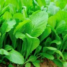 1000 Florida Broadleaf Mtard Seeds Nongmo Heirloom Mtard Bulk Seed Fresh For Garden 1000 Florida Broadleaf Mtard Seeds Nongmo Heirloom Mtard Bulk Seed Fresh For Garden