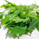 1000 Arugula Seeds Nongmo Heirloom Herb Seeds Delicio Flavor Fresh For Garden 1000 Arugula Seeds Nongmo Heirloom Herb Seeds Delicio Flavor Fresh For Garden