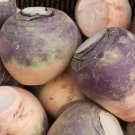 1000 American Purple Top Rutabaga Seeds Heirloom Nongmo Leek Seeds Fresh For Garden
