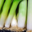 250 American Flag Leed Seeds Heirloom Nongmo Leek Seeds Delicio Fresh For Garden 250 American Flag Leed Seeds Heirloom Nongmo Leek Seeds Delicio Fresh For Garden