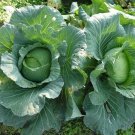 500 Copenhagen Market Early Cabbage Seeds Heirloom Nongmo Cabbage Seeds Fresh For Garden