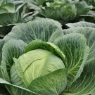 500 Brunswick Cabbage Seeds Heirloom Nongmo Cabbage Seeds Fresh For Garden