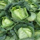 500 Savoy Cabbage Seeds Heirloom Nongmo Cabbage Seeds Fresh For Garden
