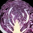 250 Red Acre Cabbage Seeds Heirloom Nongmo Red Cabbage Seeds Fresh For Garden