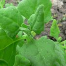 750 New Zealand Spinach Seeds Nongmo Heirloom Spinach Fresh For Garden