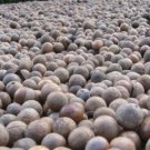 5 Macadamia Nut Seeds Macadamia Integrifolia Nongmo Hardy Nut Tree Fresh For Garden 5 Macadamia Nut Seeds Macadamia Integrifolia Nongmo Hardy Nut Tree Fresh For Garden