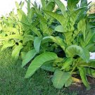 1000 Ohio Dutch Tobacco Seeds Nicotiana Tabacum Cigar Or Pipe Tobacco Fresh For Garden