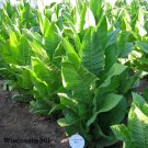 1000 Wisconsin 901 Tobacco Seeds Nicotiana Tabacum Cigar Or Pipe Tobacco Fresh For Garden