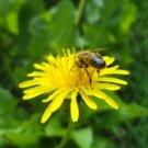 1000 Dandelion Seeds Taraxacum Officnale Seeds Medicinal And Edible Herb Fresh For Garden 1000 Dandelion Seeds Taraxacum Officnale Seeds Medicinal And Edible Herb Fresh For Garden