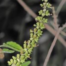 1000 Green Sacred Basil Ocimum Tenuiflorum Seeds Medicinal And Culinary Herb Fresh For Garden 1000 Green Sacred Basil Ocimum Tenuiflorum Seeds Medicinal And Culinary Herb Fresh For Garden